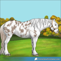 Horse Color:Liver Red Dun Sabino Appaloosa Rabicano 