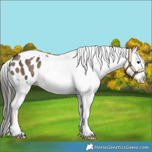 Horse Color:Brown Dun Tobiano Appaloosa
