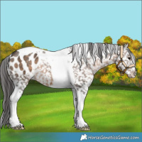 Horse Color:Brown Dun Tobiano Appaloosa