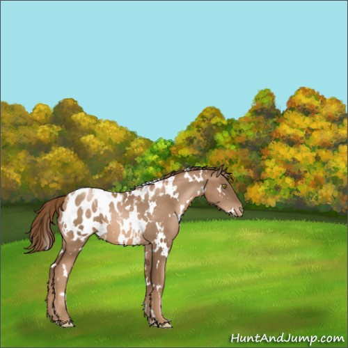 Horse Color:White Spotted Liver Chestnut Pearl Appaloosa 