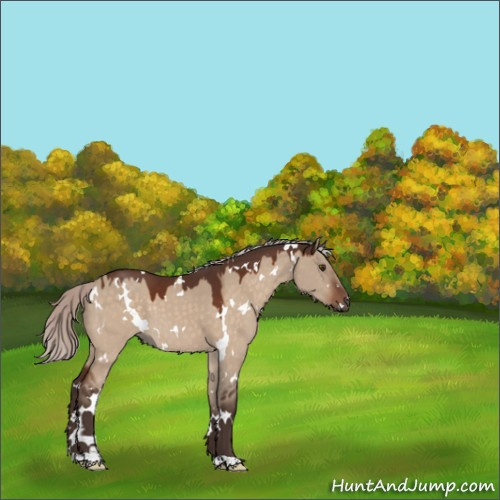 Horse Color:White Spotted Silver Bay Dun 