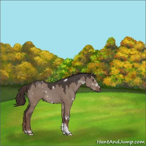 Horse Color:White Spotted Liver Red Dun Tobiano 