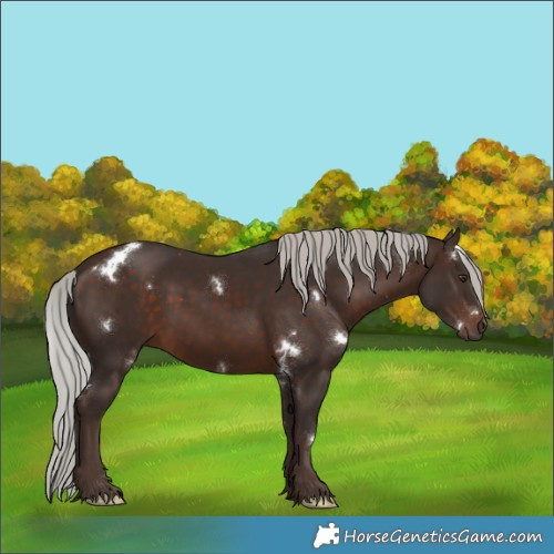 Horse Color:White Spotted Silver Brown 