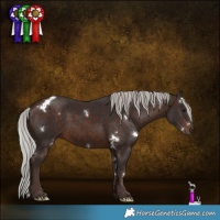 Horse Color:White Spotted Silver Brown