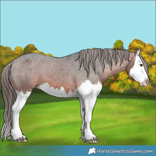 Horse Color:Brown Splash Appaloosa 