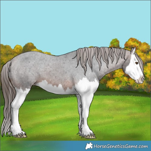 Horse Color:Brown Splash Appaloosa