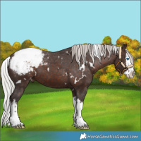 Horse Color:White Spotted Silver Brown Splash Snowcap 