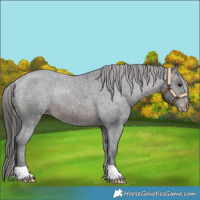 Horse Color:Brown Appaloosa Rabicano