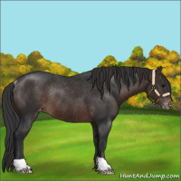 Horse Color:Brown Appaloosa Rabicano 