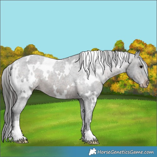Horse Color:White Spotted Brown Appaloosa 