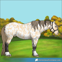 Horse Color:Buckskin Near Leopard
