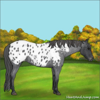 Horse Color:Blue Roan Appaloosa 