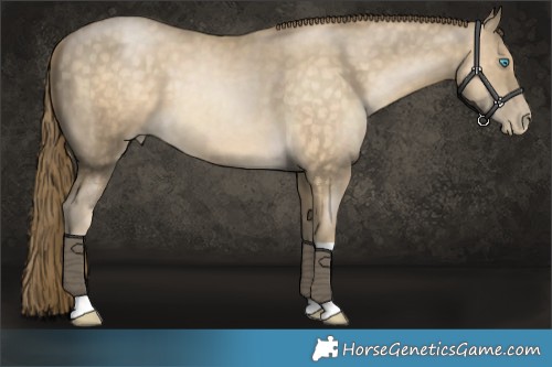 Horse Color:Buckskin Pearl 