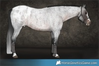Horse Color:Brown Roan Sabino Blanket Rabicano 