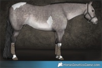 Horse Color:Platinum White Spotted Brown Dun Tobiano Rabicano 
