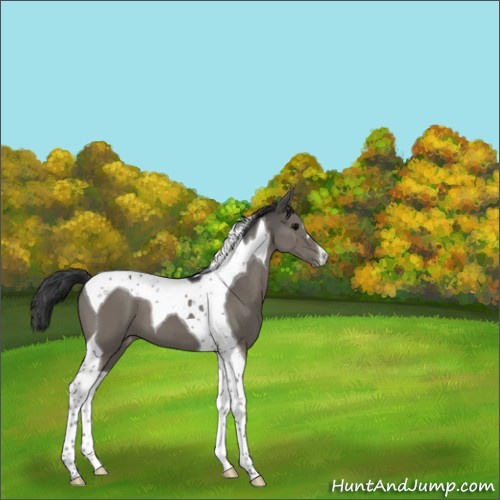Horse Color:Black Tobiano Appaloosa 