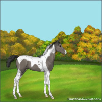 Horse Color:Black Tobiano Appaloosa 