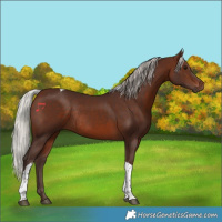 Horse Color:Silver Brown Tobiano Rabicano 