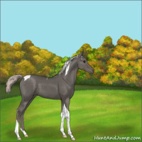 Horse Color:Silver Black Tobiano 