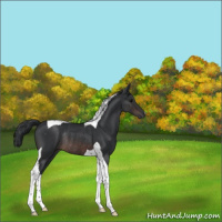 Horse Color:Brown Tobiano Rabicano