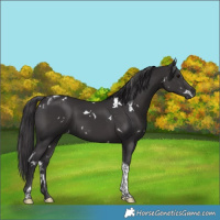 Horse Color:White Spotted Smoky Black Tobiano 