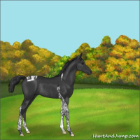 Horse Color:Black Tobiano Rabicano 