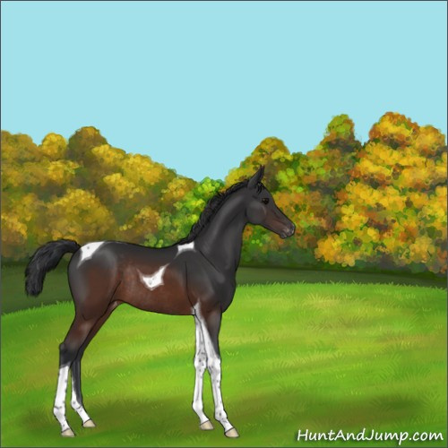 Horse Color:Brown Tobiano Appaloosa Rabicano 