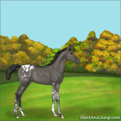 Horse Color:Grullo Tobiano Appaloosa Rabicano 