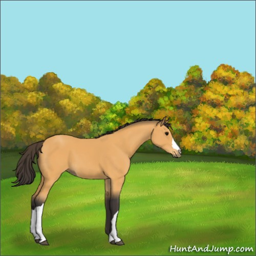 Horse Color:Buckskin 