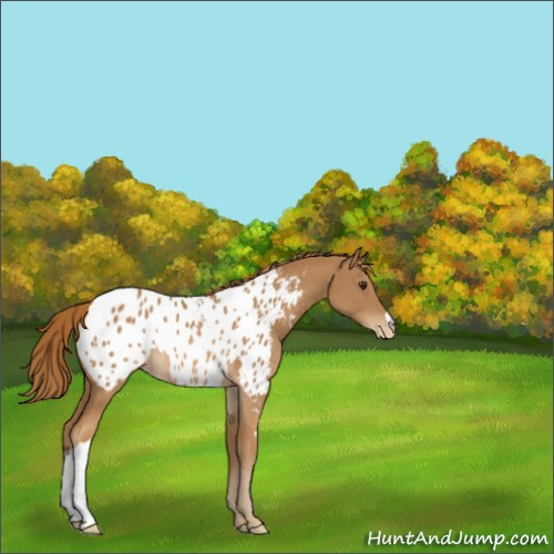 Horse Color:Chestnut Appaloosa Rabicano 