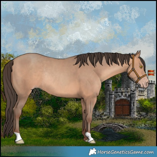 Horse Color:Amber Champagne Rabicano 