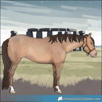 Horse Color:Amber Champagne Rabicano