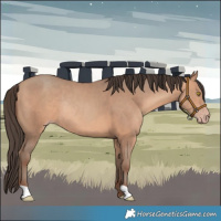 Horse Color:Amber Champagne Rabicano 