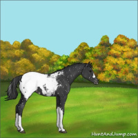 Horse Color:Black Near Fewspot 