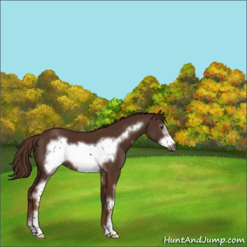 Horse Color:Gray White Spotted Chestnut Frame 