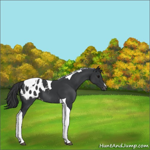Horse Color:Black Tobiano Appaloosa 