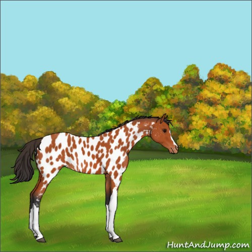 Horse Color:Bay Appaloosa 