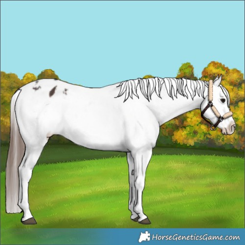 Horse Color:White Spotted Brown Appaloosa 