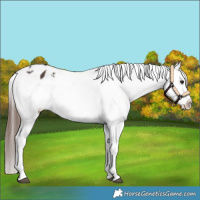 Horse Color:White Spotted Brown Appaloosa 