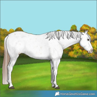 Horse Color:White Spotted Chestnut Sabino Appaloosa 