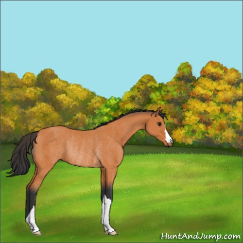 Horse Color:Bay Rabicano 