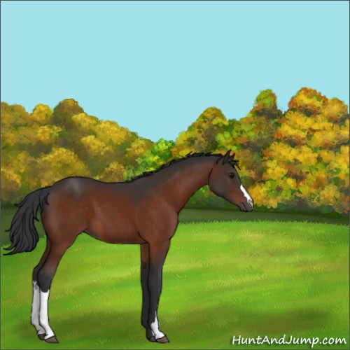 Horse Color:Bay 