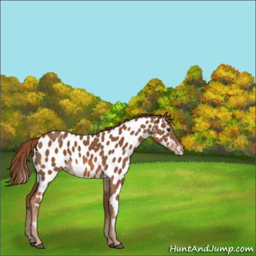 Horse Color:Chestnut Appaloosa 