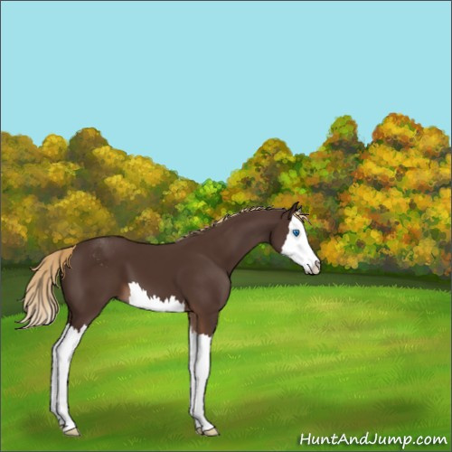 Horse Color:Liver Chestnut Sabino Splash 