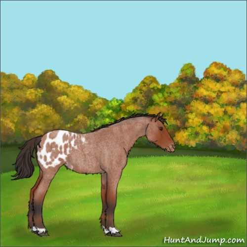 Horse Color:Brown Roan Appaloosa 