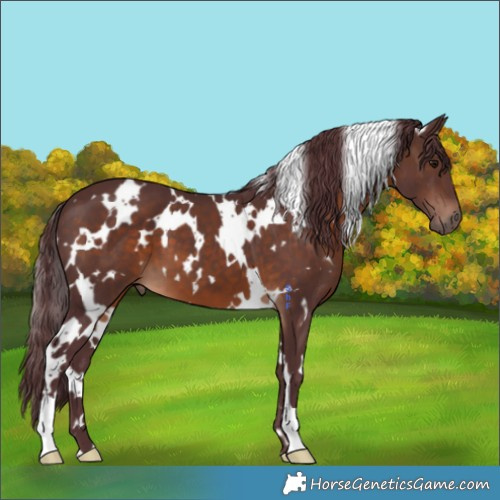 Horse Color:White Spotted Chocolate Brown 