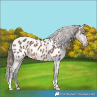 Horse Color:Bay Dun Appaloosa 