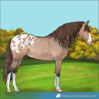 Horse Color:Bay Dun Appaloosa Rabicano 