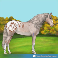 Horse Color:Chestnut Appaloosa 