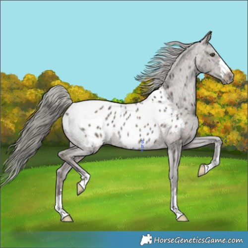 Horse Color:Liver Red Dun Ice Mushroom Appaloosa Rabicano 